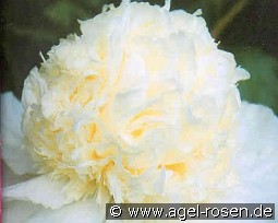 Charlie`s White kaufen, clicken für mehr Details Charlie`s White